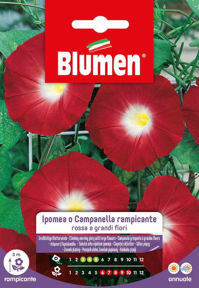 SEMI DI IPOMEA CAMPANELLA RAMPICANTE ROSSA
