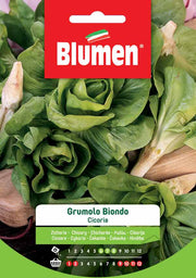 SEMI CICORIA GRUMOLO BIONDO BLUMEN