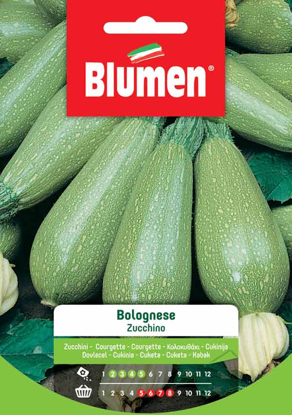 SEMI ZUCCHINO BOLOGNESE BLUMEN