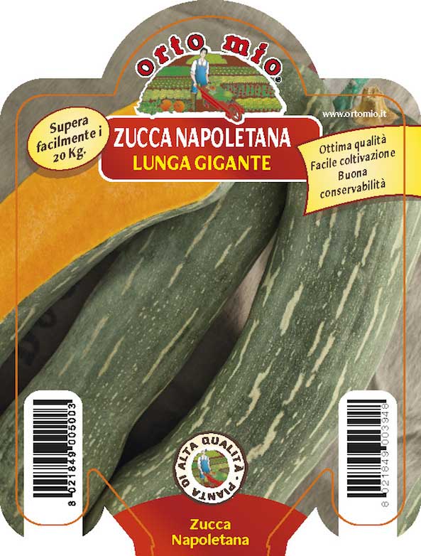 3 PIANTE IN VASO Ø10CM DI ZUCCA  GIGANTE LUNGA NAPOLETANA