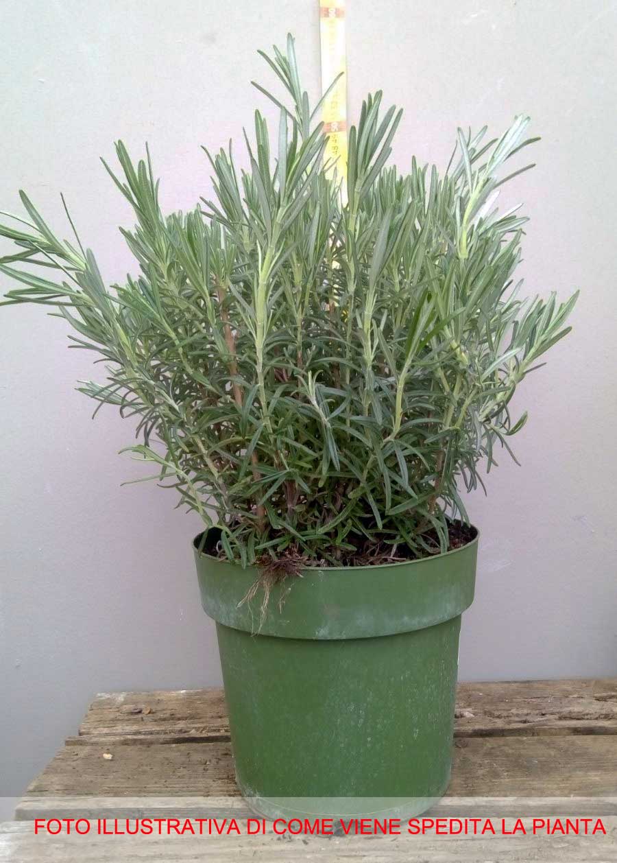 ROSMARINO IN VASO 19CM