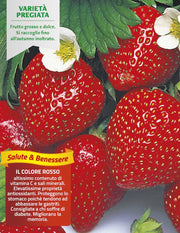 3 PIANTE IN VASO Ø10CM DI FRAGOLA RIFIORENTE 4 STAGIONI