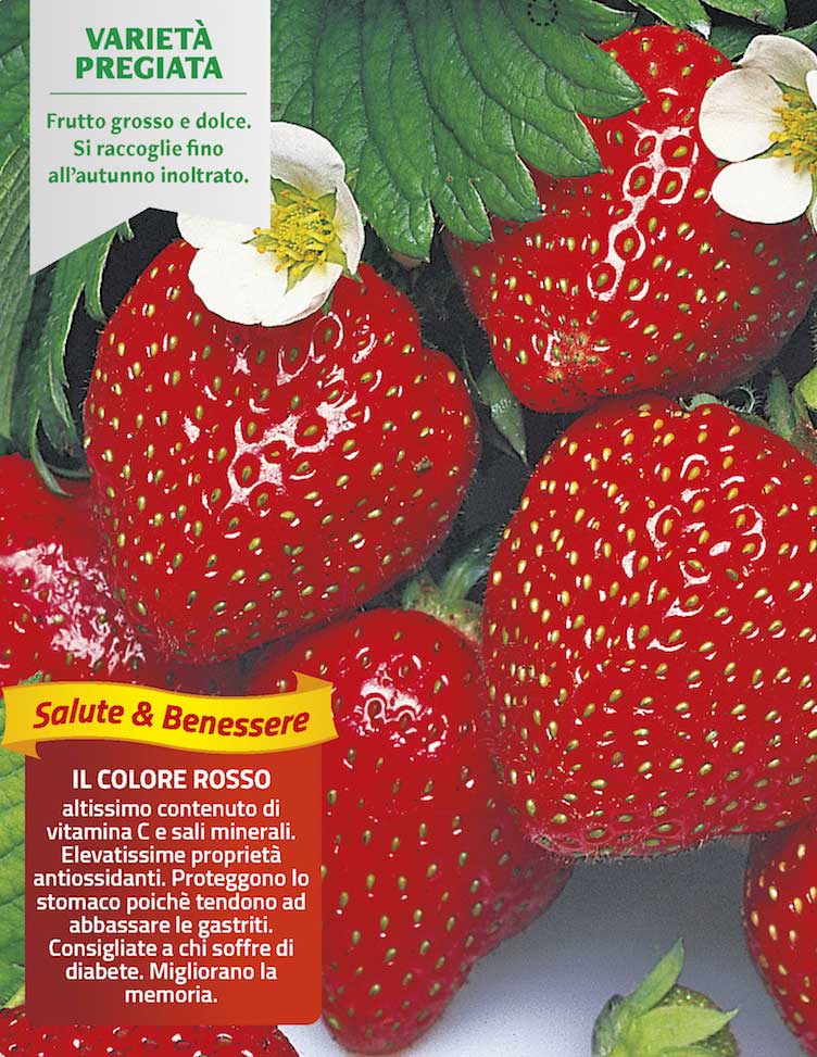 3 PIANTE IN VASO Ø10CM DI FRAGOLA RIFIORENTE 4 STAGIONI