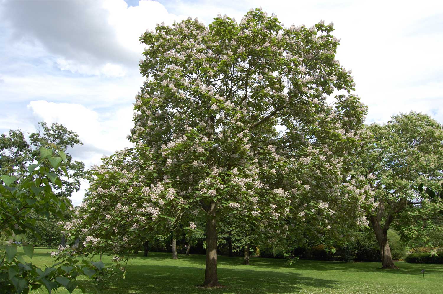 CATALPA ERUBESCENS  PURPUREA IN VASO 24CM