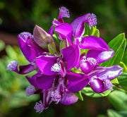 Polygala Myrtifolia in vaso da 19 cm