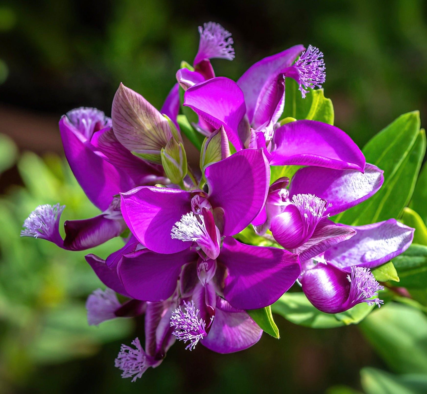 Polygala Myrtifolia in vaso da 19 cm