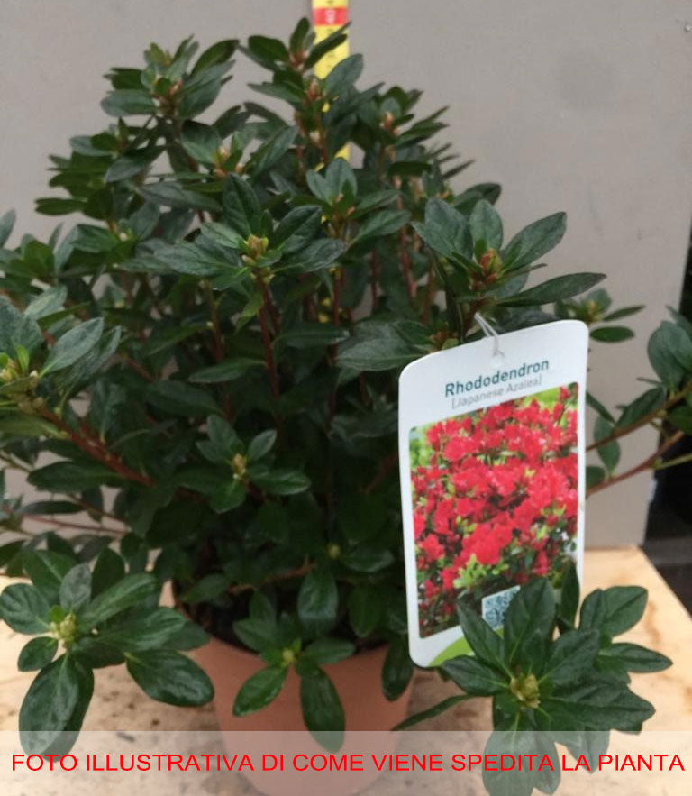 AZALEA JAPONICA RUSTICA ROSSA VASO 15CM