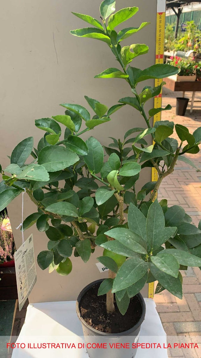 CITRUS AURANTIFOLIA LIME IN VASO 20CM