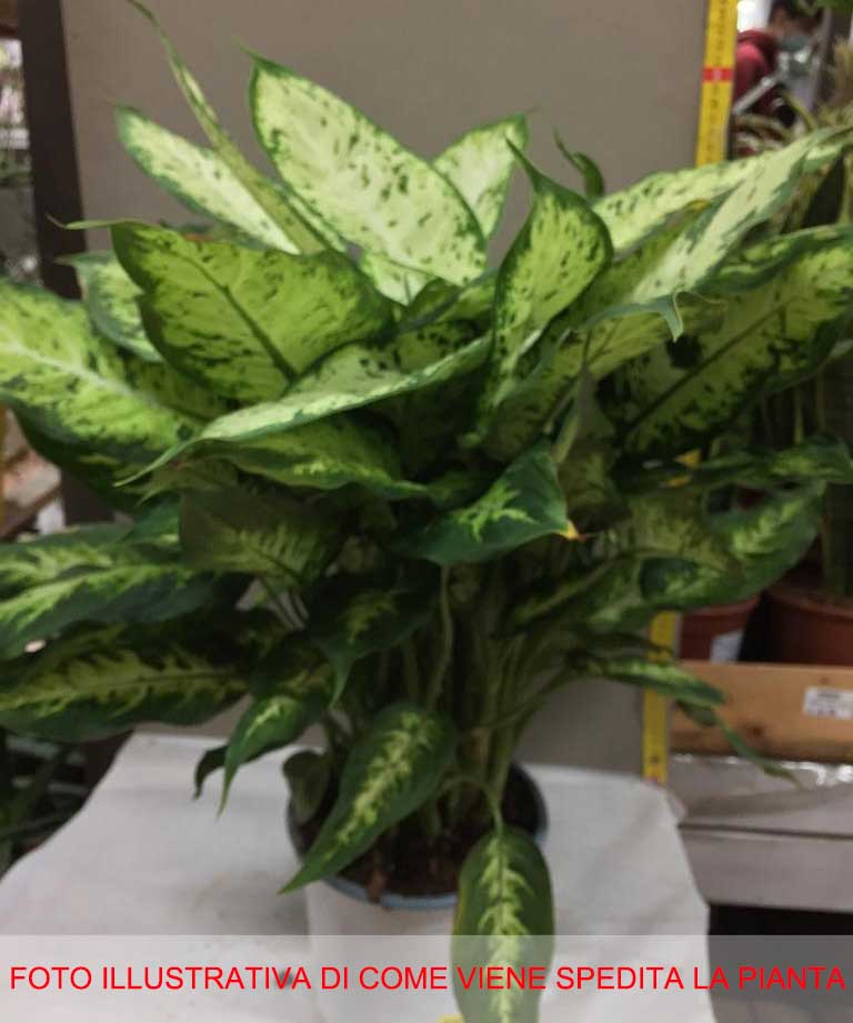 DIEFFENBACHIA COMPACTA VASO 17CM