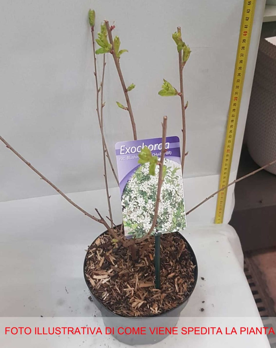 EXOCHORDA RACEMOSA BLUSHING PEARL VASO 17CM