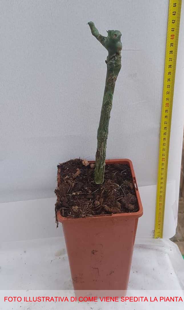 UVA ZIBIBBO VASO 2LT