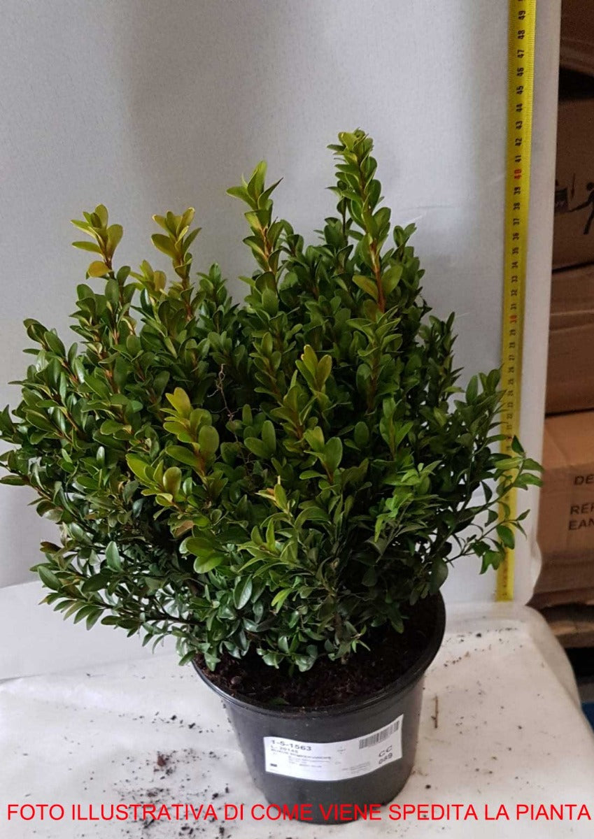 BOSSO BUXUS SEMPERVIRENS VASO 19CM