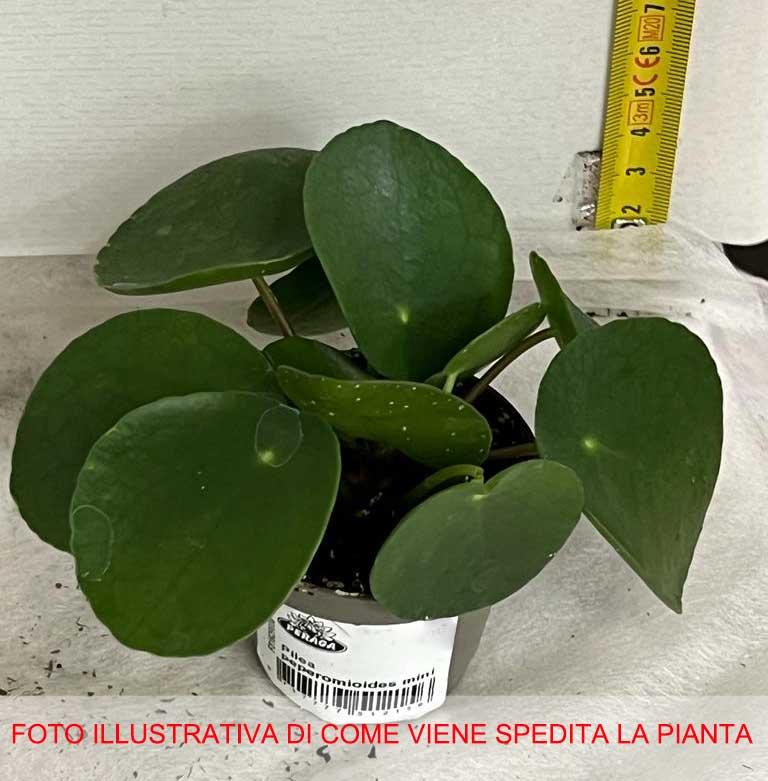 PILEA PEPEROMIOIDES MINI PIANTA DELLE MONETE VASO 6CM