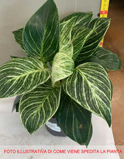 PHILODENDRON WHITE VASO 14CM