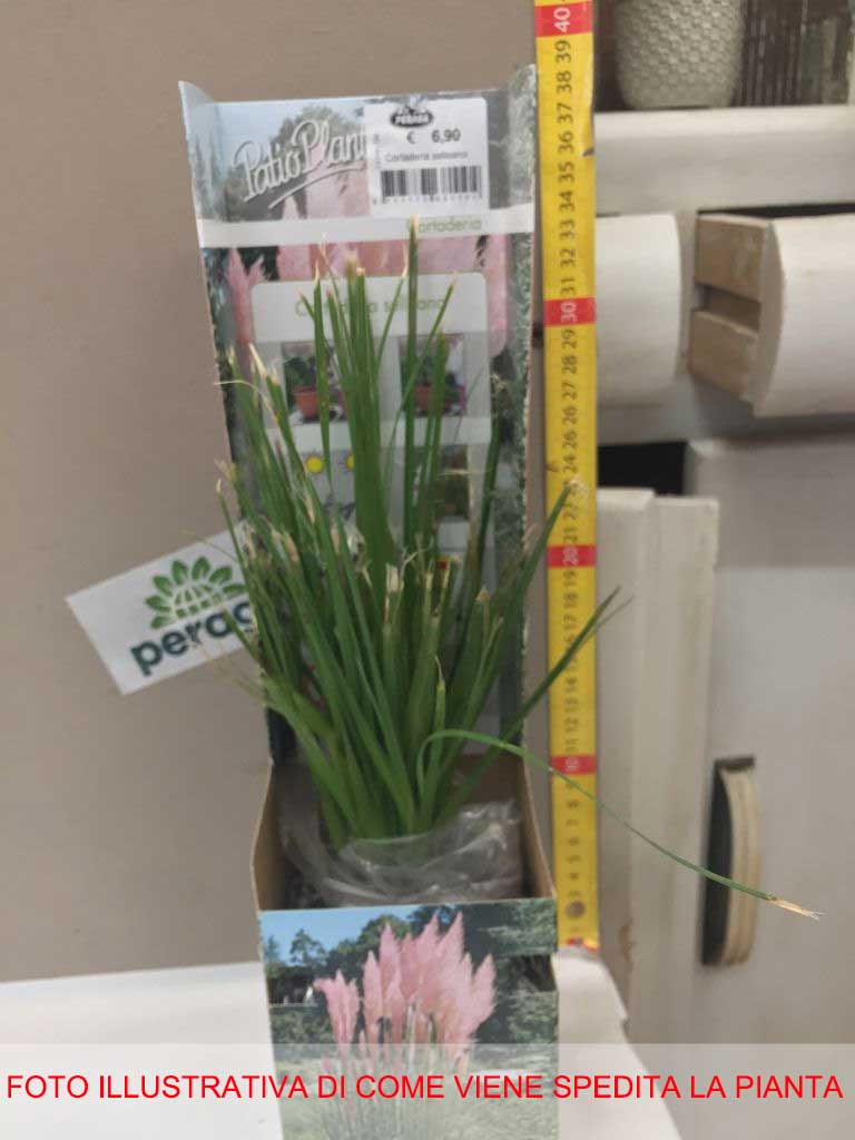 CORTADERIA SELLOANA ROSA O BIANCA ASSORTITA IN VASO 9CM