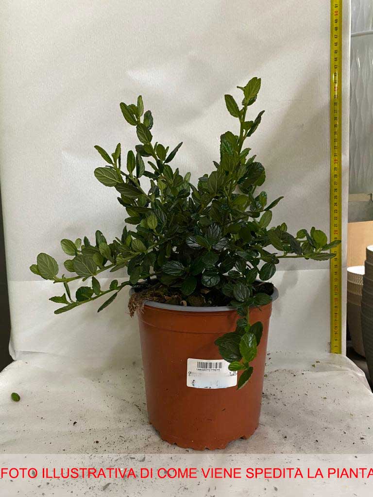 CEANOTHUS YANKEE POINT VASO 16CM