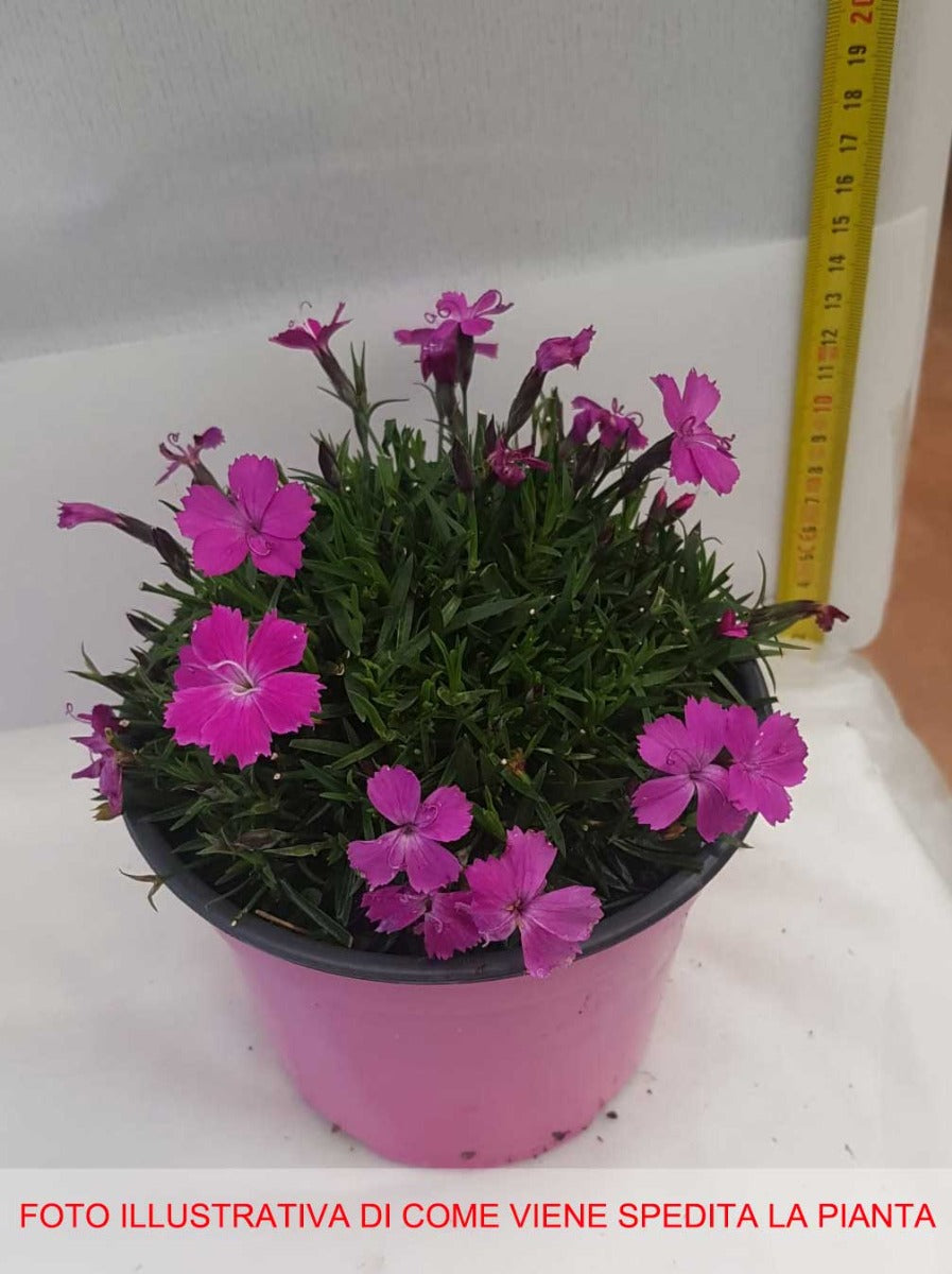 GAROFANO KAHORI VASO 14CM
