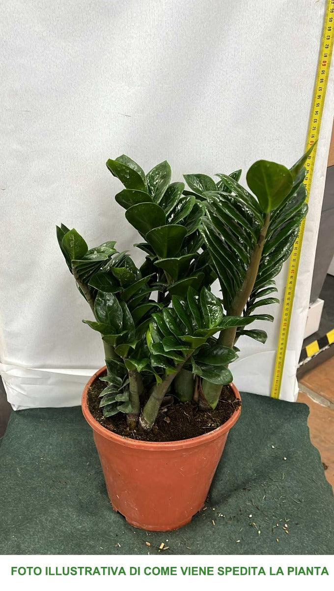 ZAMIOCULCAS ZENZI 21CM