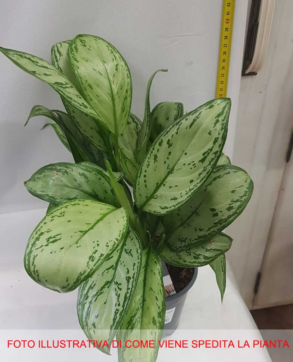 AGLAONEMA MARIA CHRISTINA  VASO 14CM
