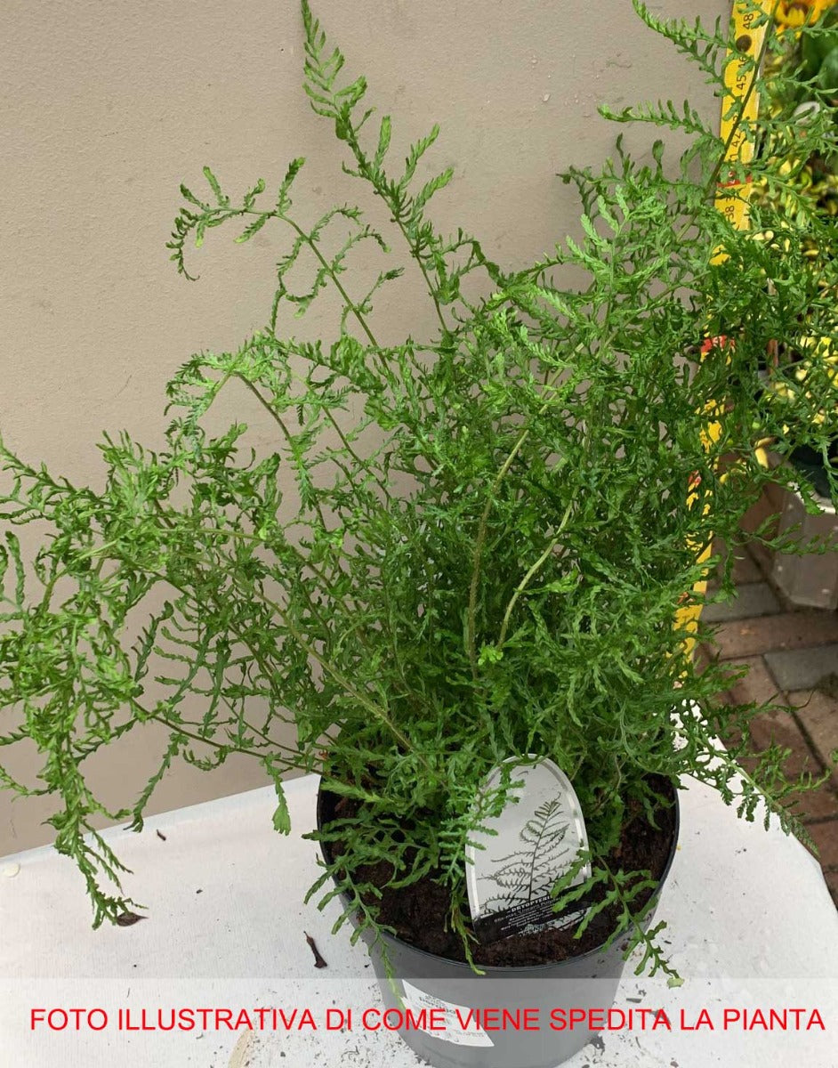 FELCE DRIOPTERIS FILIX MAS VASO 19CM