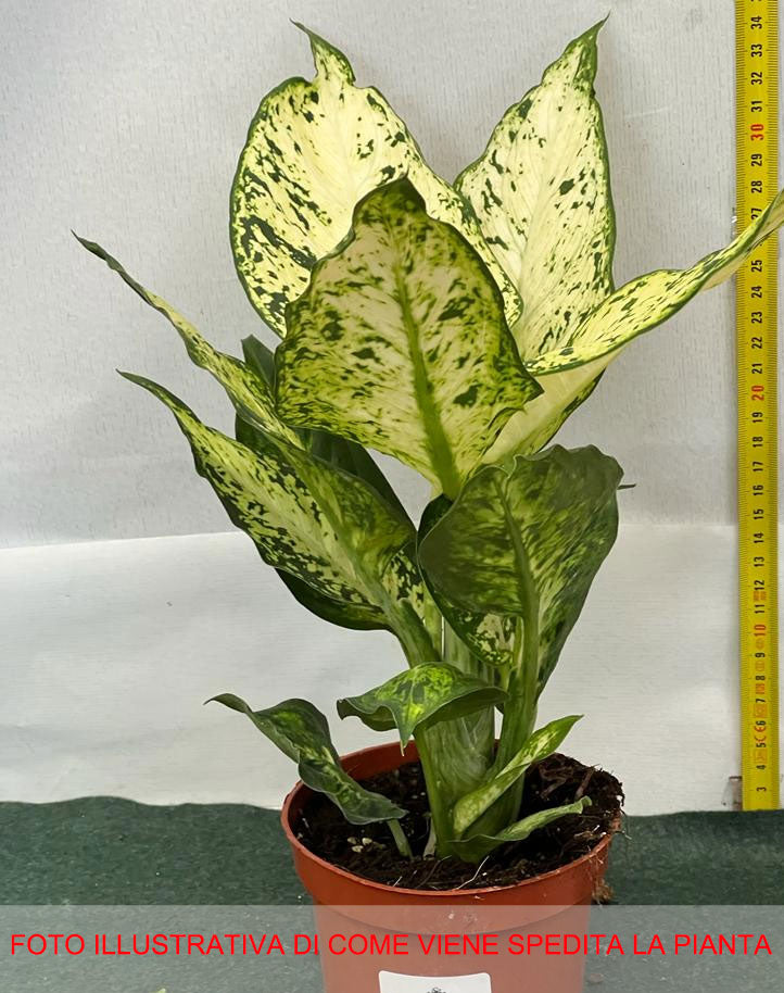 DIEFFENBACHIA AMY VASO 12CM