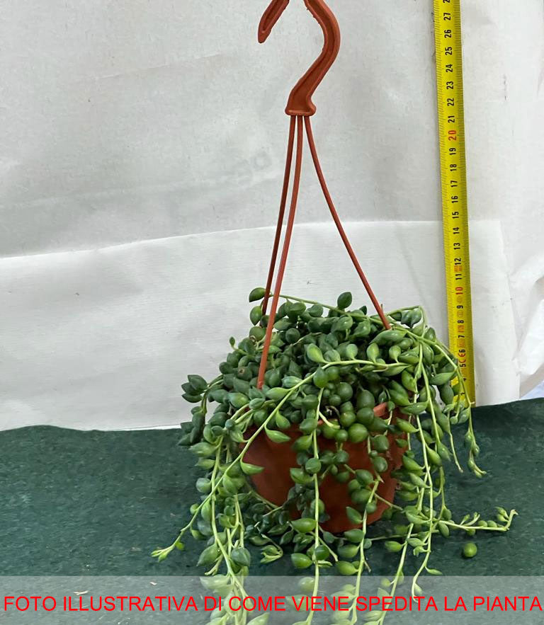 SENECIO O PIANTA DEL ROSARIO VASO 12CM