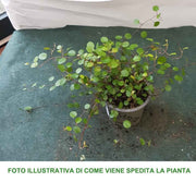 MUEHLENBECKIA COMPLEXA MAORI IN VASO 9CM