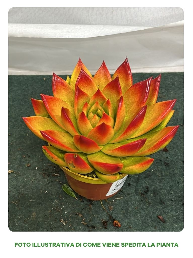 ECHEVERIA MIRANDA IN VASO 12CM