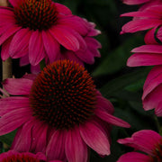 ECHINACEA IN VASO DA 20CM COLORI ASSORTITI