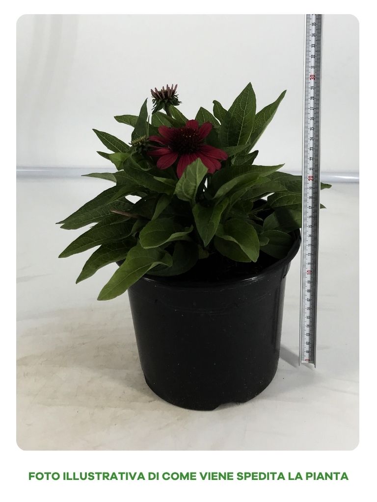 ECHINACEA IN VASO DA 20CM COLORI ASSORTITI