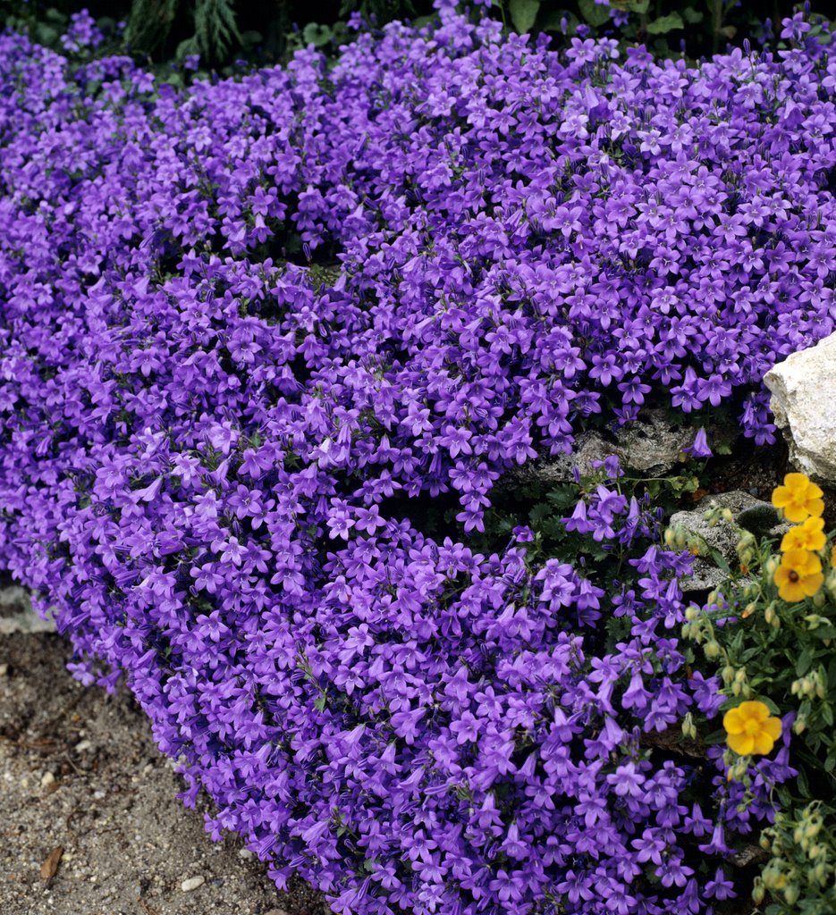 CAMPANULA GET ME BLU VASO 10CM