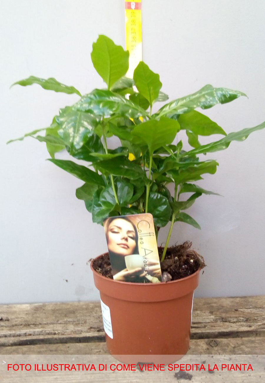 COFFEA ARABICA PIANTA DEL CAFFÈ IN VASO 12CM