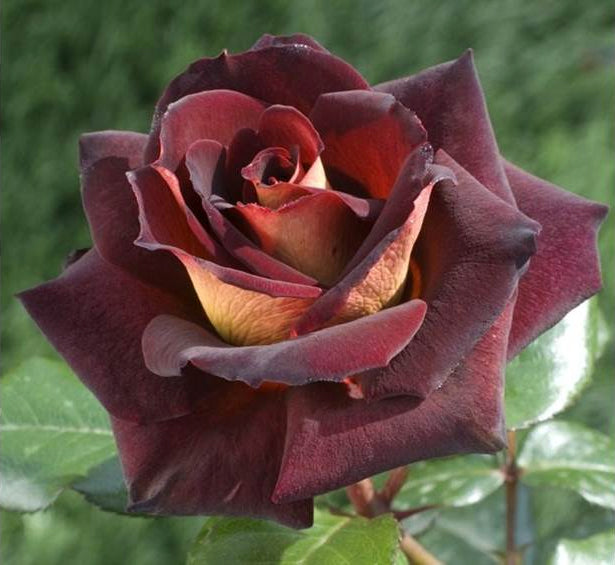 ROSA EDDY MICHTELL BLACK GOLD IN VASO 19CM