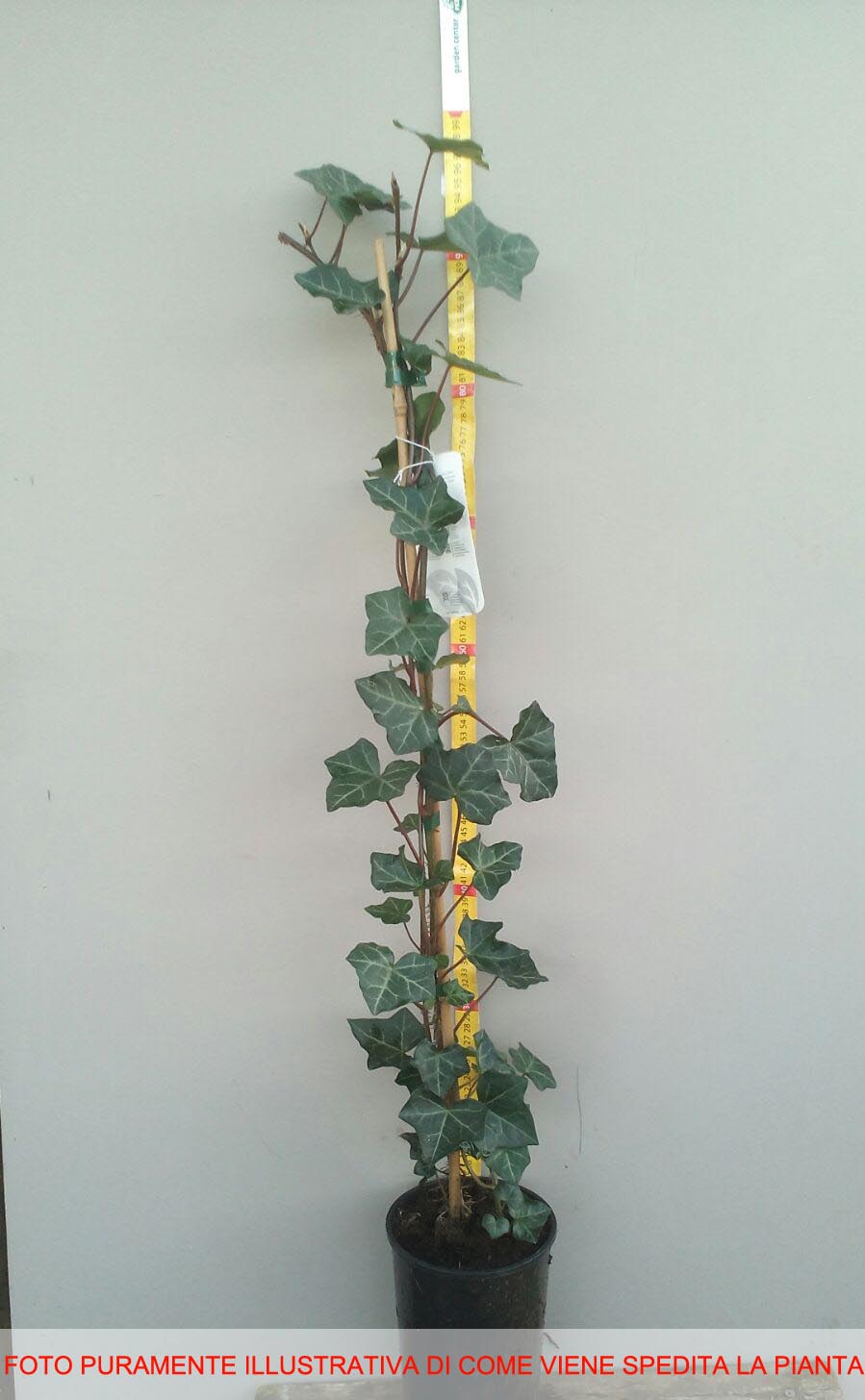 HEDERA HELIX WHITE RIPPLE IN VASO 14CM