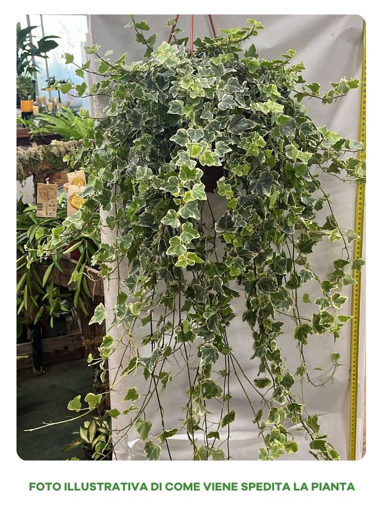 EDERA WHITE WONDER IN VASO 19CM