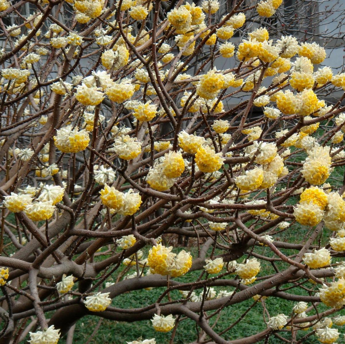 EDGEWORTHIA VASO 24CM