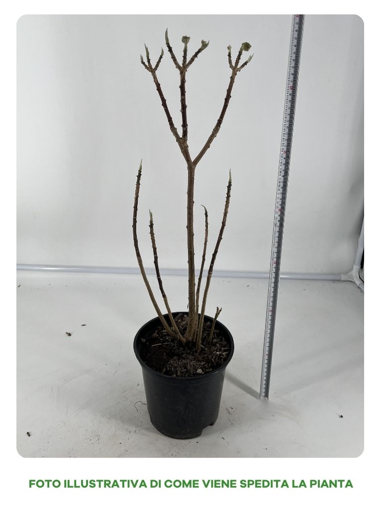 EDGEWORTHIA VASO 18CM