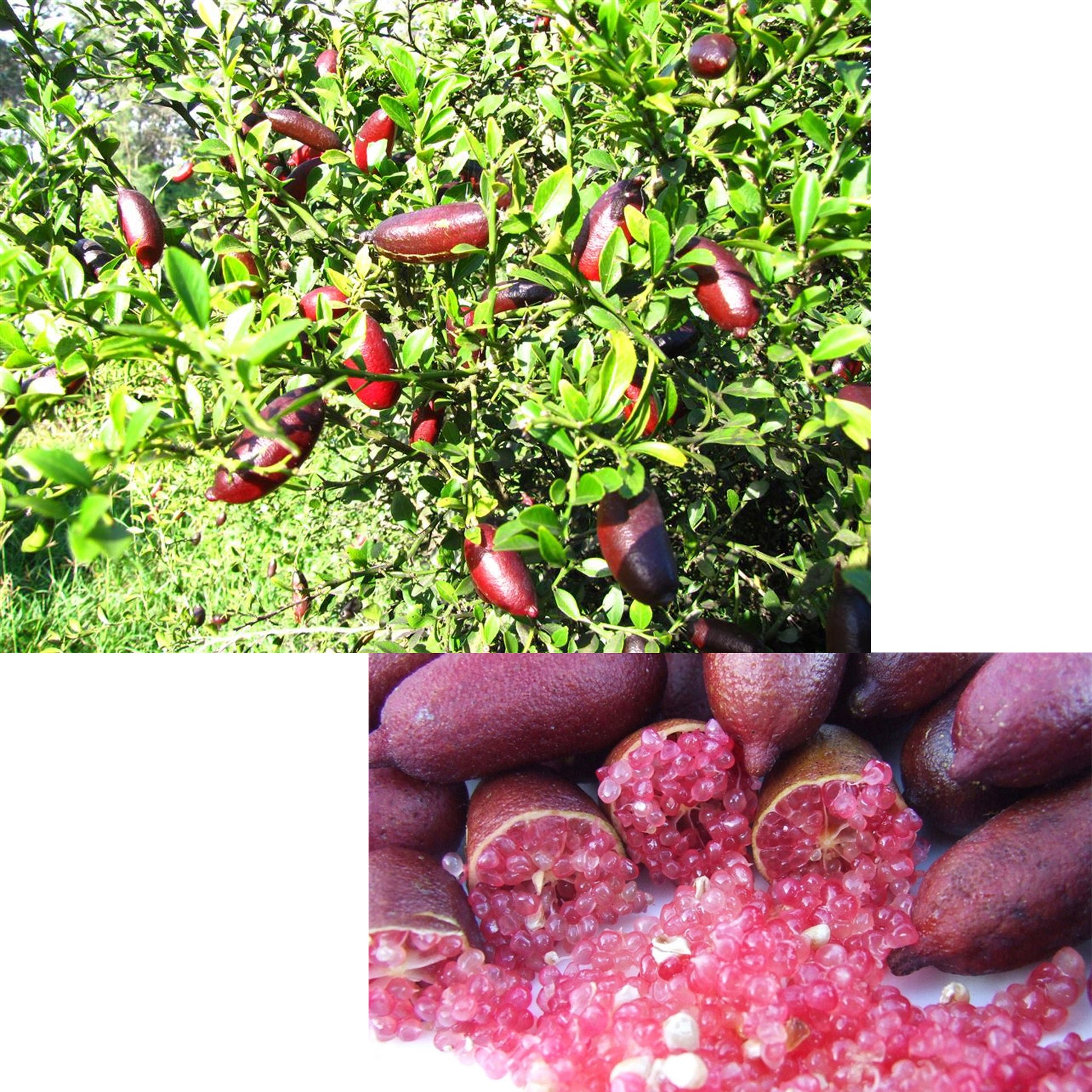 LIMONE CAVIALE ROSSO FINGER LIME IN VASO 18CM