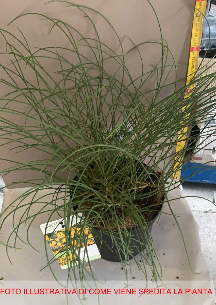 GINESTRA DELLA SIRIA GENISTA LYDIA IN VASO 19CM