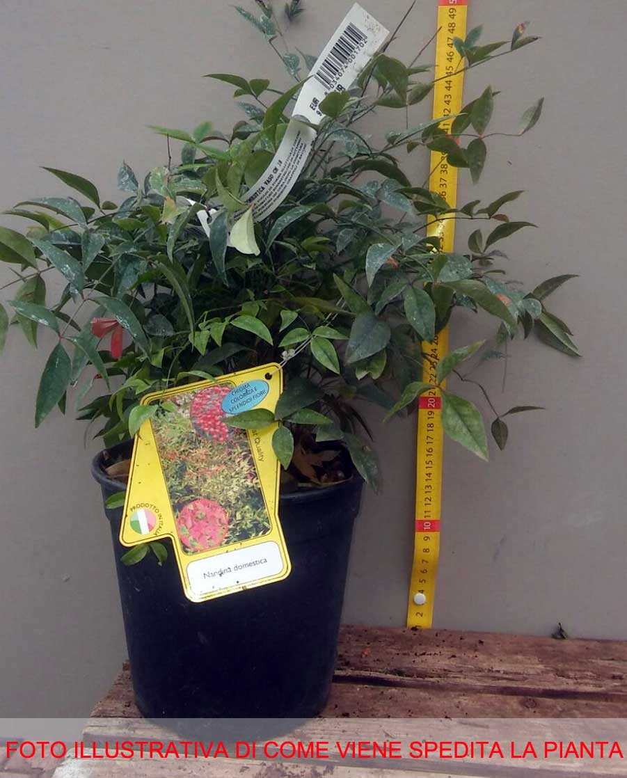 NANDINA DOMESTICA IN VASO 18CM