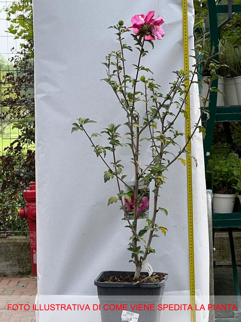 IBISCO SYRIACUS PINK GIANT IN VASO 24CM