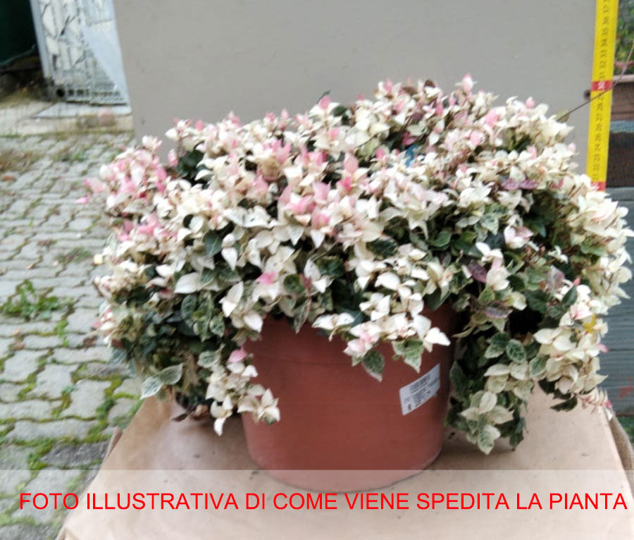 TRACHELOSPERMUM JASMIN GELSOMINO TRICOLOR VASO 24CM