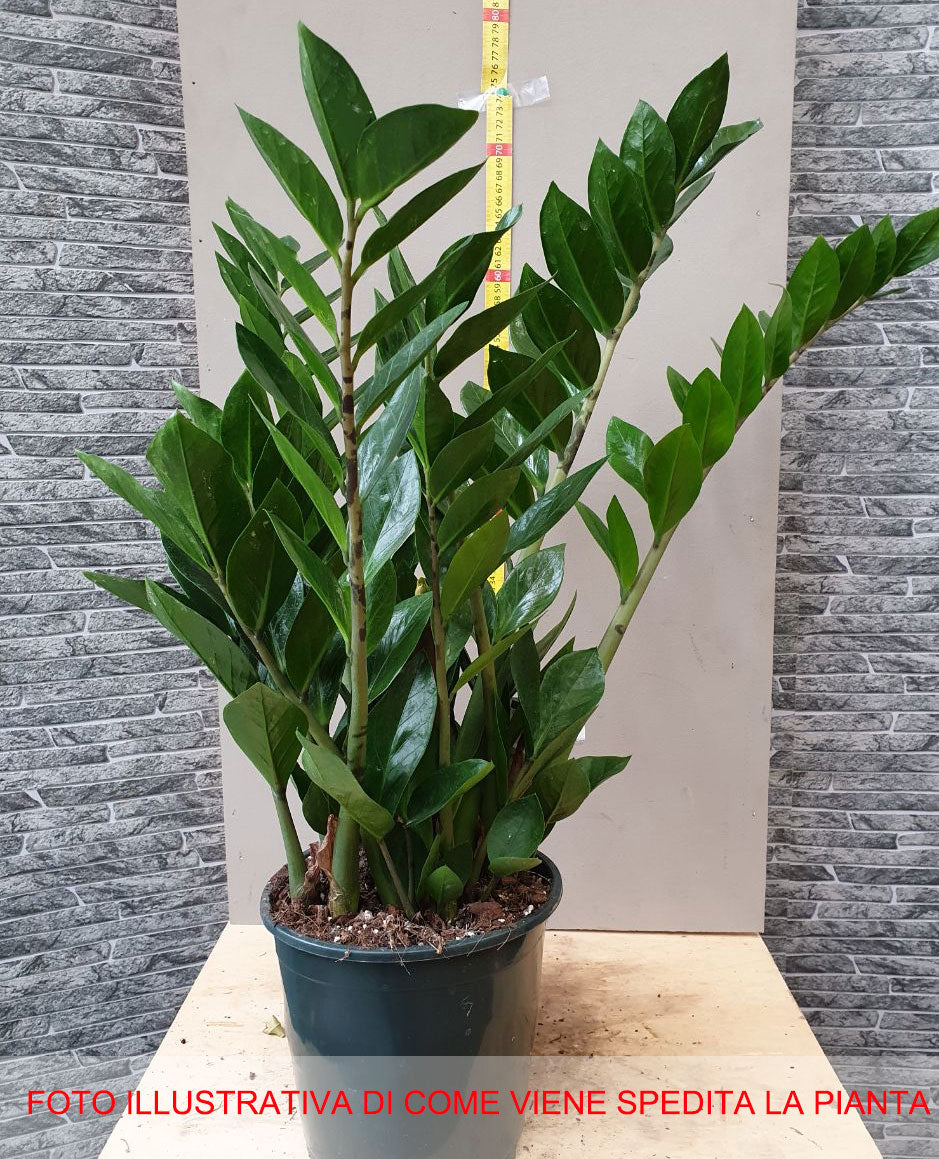 ZAMIOCULCAS IN VASO 21CM