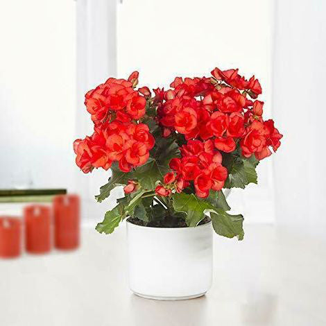 BEGONIA COLORE ASSORTITO IN VASO 14CM