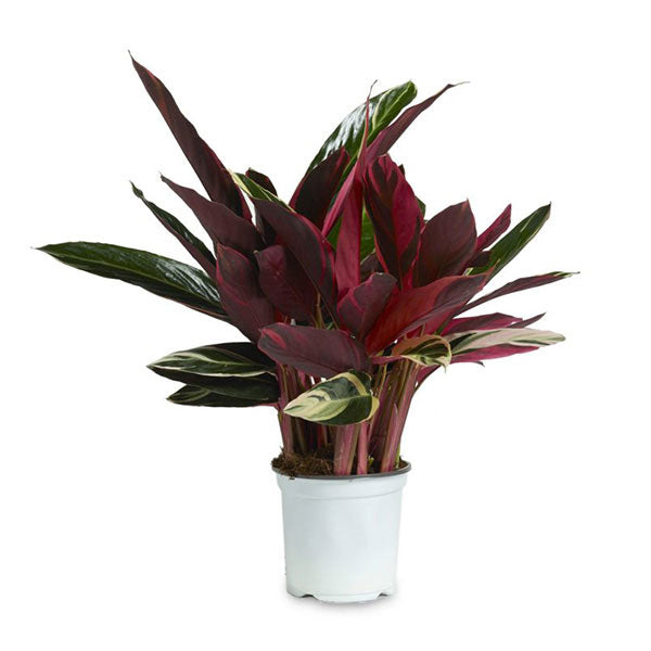 MARANTHA VARIEGATA IN VASO 19CM