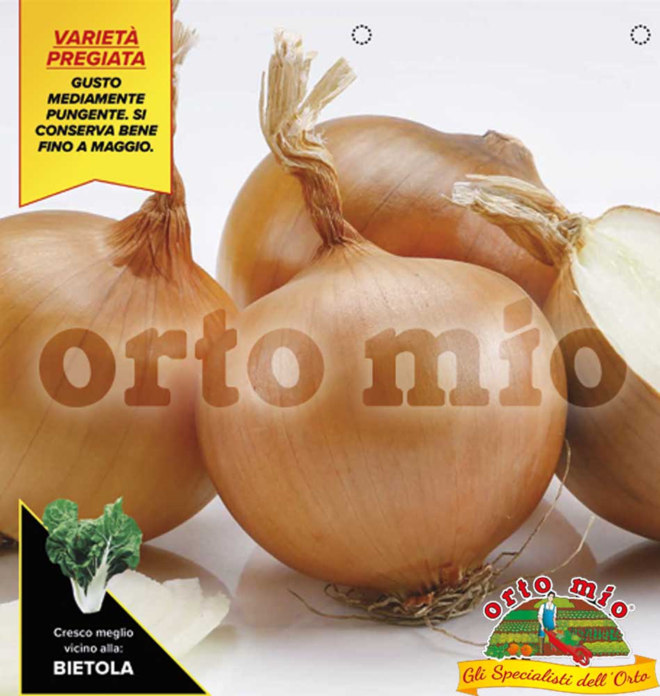 12 PIANTE IN PACK CIPOLLA DORATA DI BOLOGNA ORTOMIO