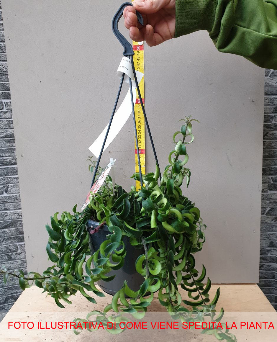 AESCHYNANTUM TWISTER IN VASO 15CM