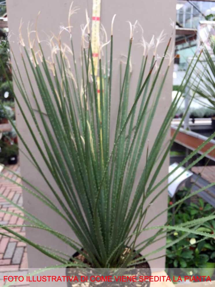 DASYLIRION SERRATIFOLIUM VASO 23CM