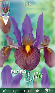 IRIS HOLLANDICA EYE OF THE TIGER (CONFEZIONE DA 10 BULBI)