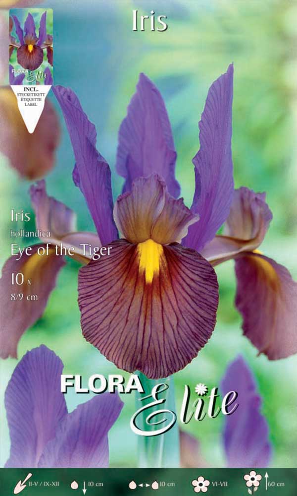 IRIS HOLLANDICA EYE OF THE TIGER (CONFEZIONE DA 10 BULBI)